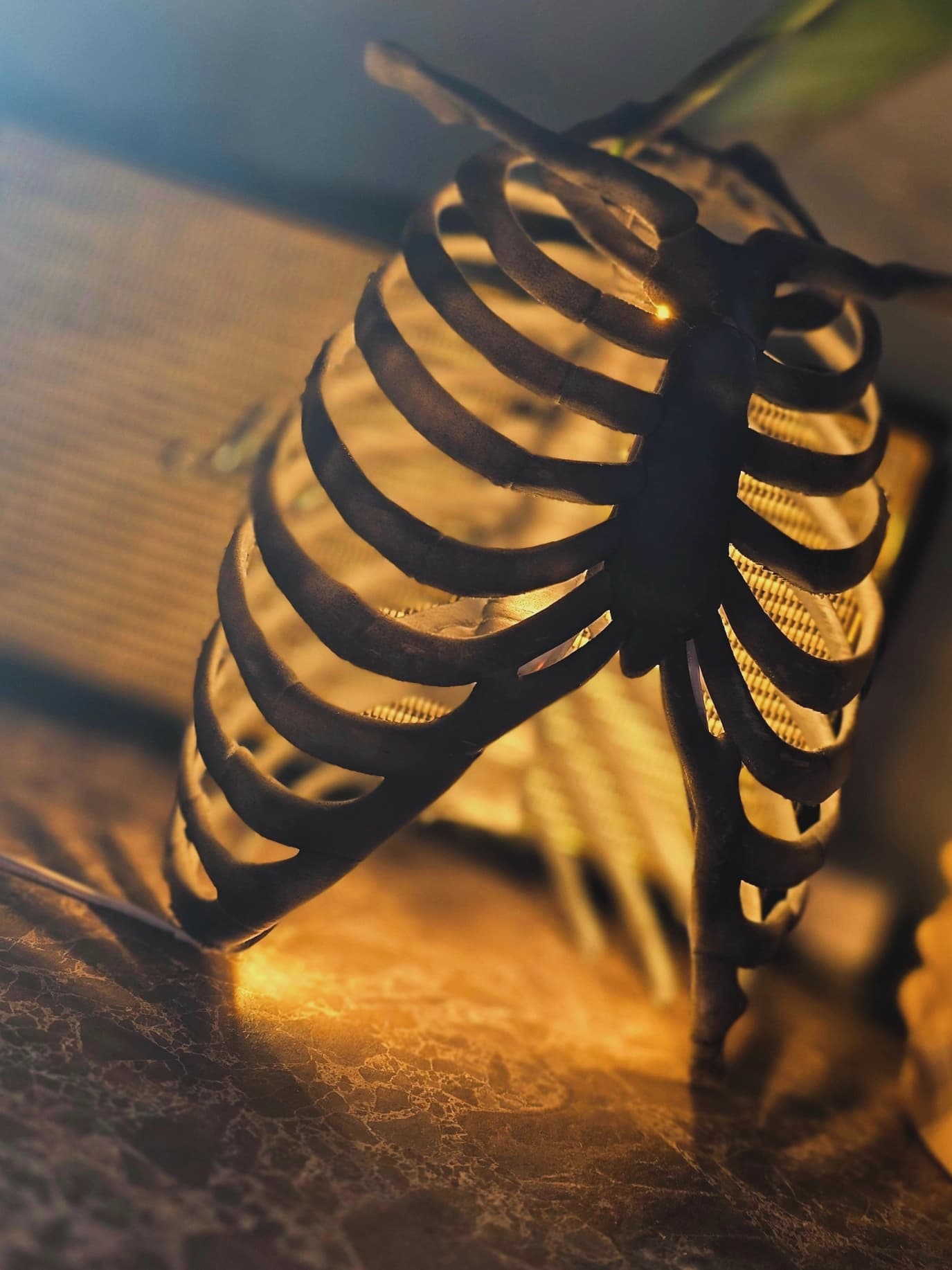 Skeleton ribcage